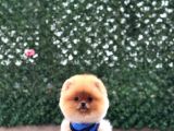 Pomeranian Boo