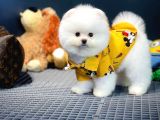 Pomeranian Boo Yavrular  Aynı Gün Gönderim