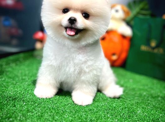 Pomeranian Boo Yavrular  Aynı Gün Gönderim görsel