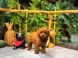 Orijinal  Toy Poodle Yavrular  724 Destek
