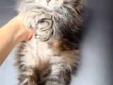 Mainecoon Polydactyl Dişi
