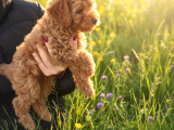 POFUDUK TOY POODLE YAVRULAR