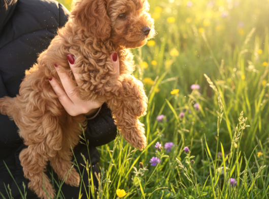 Pofuduk Toy Poodle Yavrular