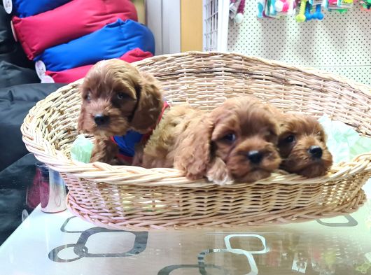 Gerçek Orji̇nal A Kali̇te Cavapoo Yavrular görsel