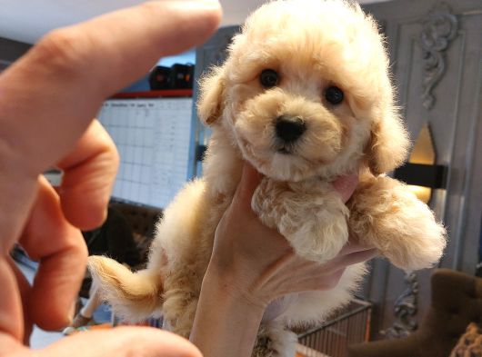 TEA  CUP MALTİPOO BEBEKLERİ SİZLERİ BEKLİYOR