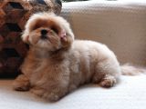 Eği̇ti̇mli̇ Özel Malti̇poo Yavrulari̇ Istanbul