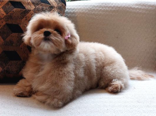 Eği̇ti̇mli̇ Özel Malti̇poo Yavrulari̇ Istanbul görsel
