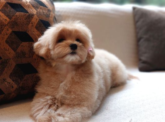 EĞİTİMLİ ÖZEL MALTİPOO YAVRULARİ ISTANBUL