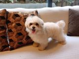 TÜRKİYENİN EN ÖZEL MALTİPOO YAVRULARİ ISTANBUL