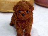 Safkan Red Brown Teacup Tuvalet Eğitimli Kurabiyeler