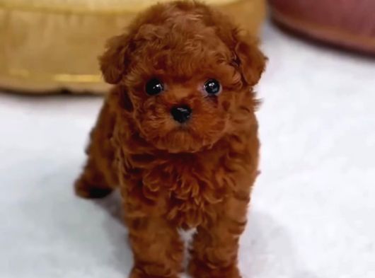 Safkan Red Brown Teacup Tuvalet Eğitimli Kurabiyeler görsel