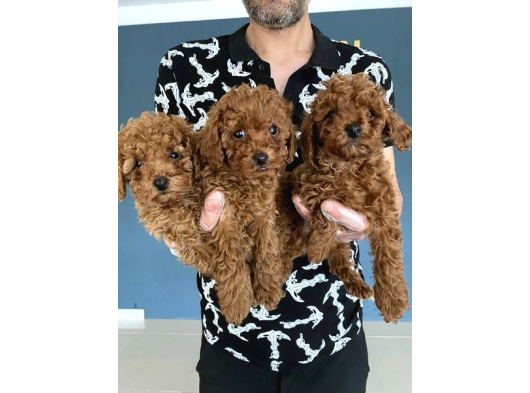 Toy Poodle Dünyasindan Renk Renk Yavrular Ankara görsel