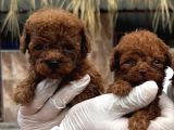 Orijinal Toy Poodle 