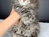 Mainecoon Polydactyl Dişi