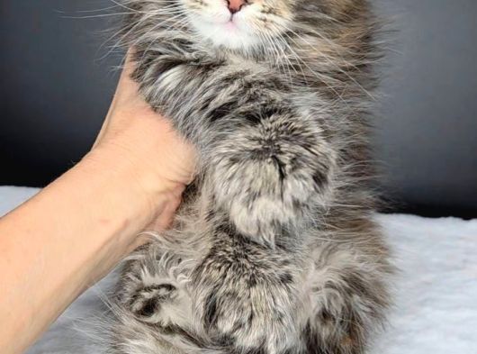Mainecoon Polydactyl Dişi görsel