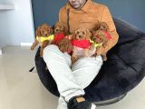 Toy Poodle Dünyasindan Renk Renk Yavrular Ankara