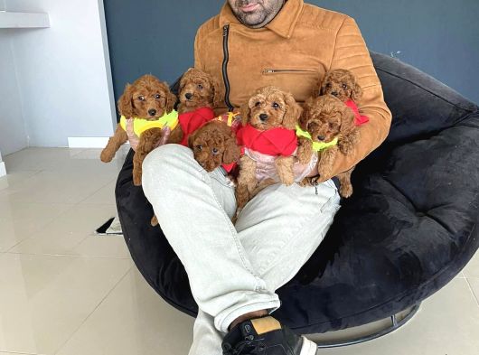 Toy Poodle Dünyasindan Renk Renk Yavrular Ankara görsel