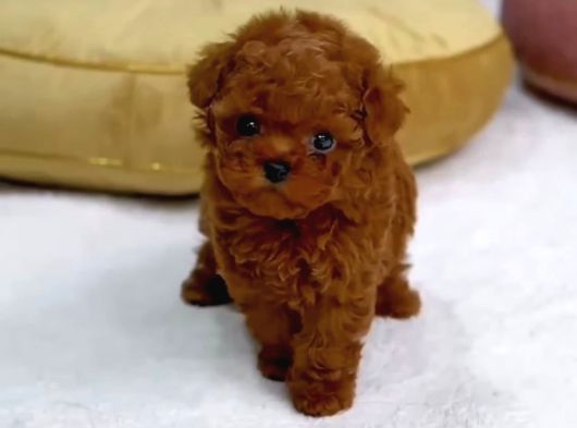 Safkan Red Brown Teacup Tuvalet Eğitimli Kurabiyeler görsel