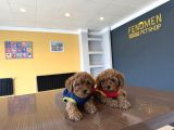 Toy Poodle Dünyasindan Renk Renk Yavrular Ankara