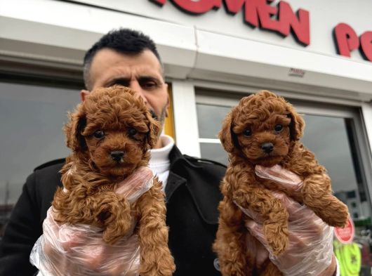 Toy Poodle Dünyasindan Renk Renk Yavrular Ankara görsel