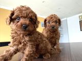 Toy Poodle Dünyasindan Renk Renk Yavrular Ankara