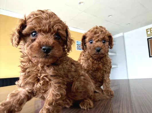 Toy Poodle Dünyasindan Renk Renk Yavrular Ankara görsel
