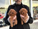 Toy Poodle Dünyasindan Renk Renk Yavrular Ankara