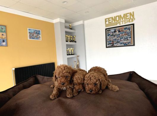 Toy Poodle Dünyasindan Renk Renk Yavrular Ankara görsel