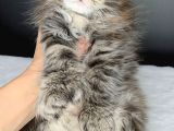 Mainecoon Polydactyl Dişi
