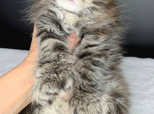 Mainecoon Polydactyl Dişi görsel