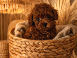 Kıvır kıvır kürklü poodle bebişler