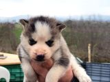 Masmavi Gözler Harika Maske Husky