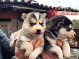 Masmavi gözler harika maske husky
