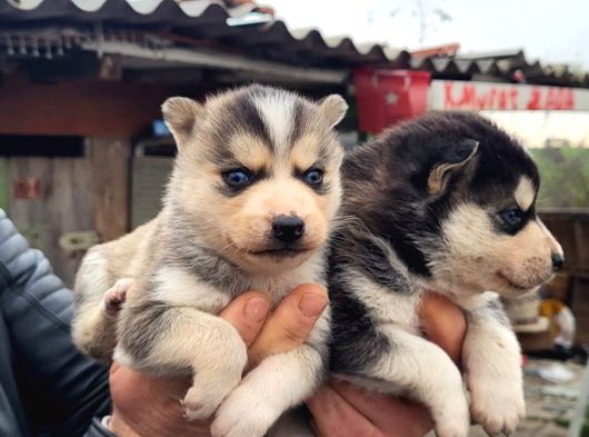 Masmavi gözler harika maske husky
