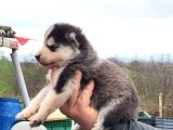 Masmavi Gözler Harika Maske Husky