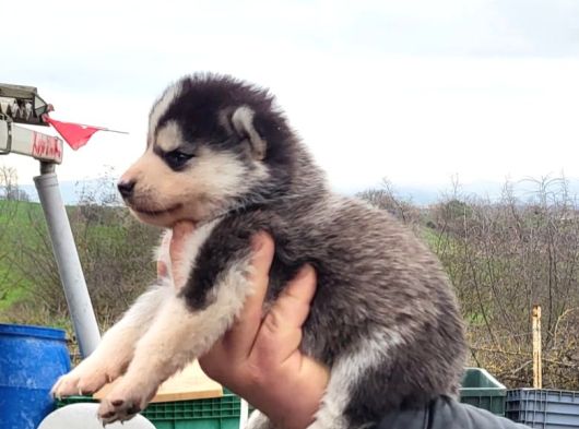 Masmavi Gözler Harika Maske Husky görsel
