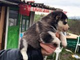 Masmavi Gözler Harika Maske Husky