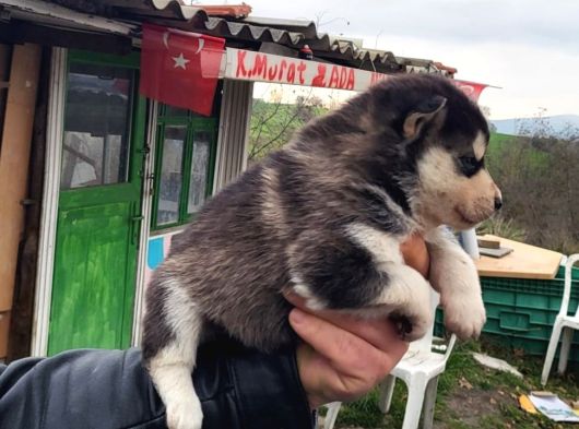 Masmavi Gözler Harika Maske Husky görsel