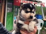 Masmavi Gözler Harika Maske Husky