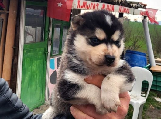Masmavi Gözler Harika Maske Husky görsel