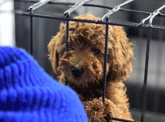 Muazzam güzellik poodle bebekler