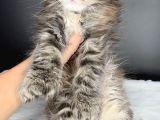 Mainecoon Polydactyl Dişi