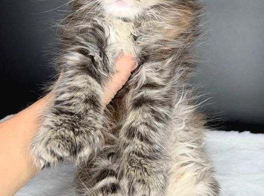 Mainecoon Polydactyl Dişi görsel