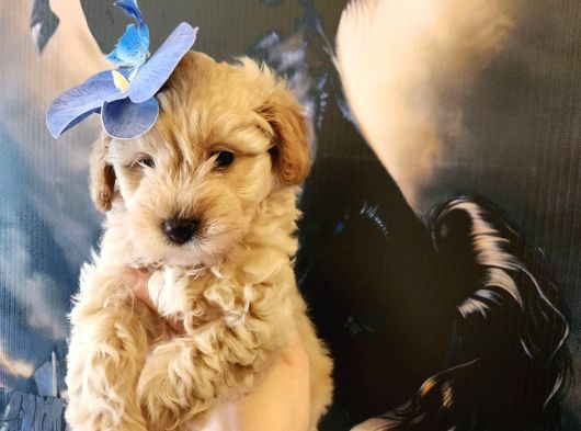 Bebek yüzlü maltipoo bebekler