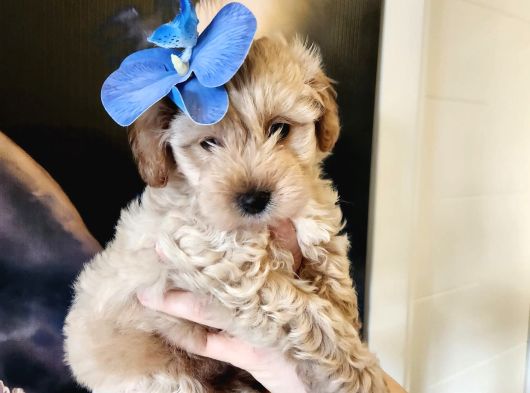 Bebek Yüzlü Maltipoo Bebekler görsel