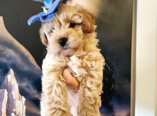 Bebek Yüzlü Maltipoo Bebekler görsel