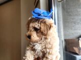 A Kalite Maltipoo Bebekler