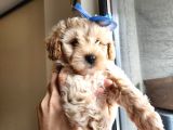 Bebek Yüzlü Maltipoo Bebekler