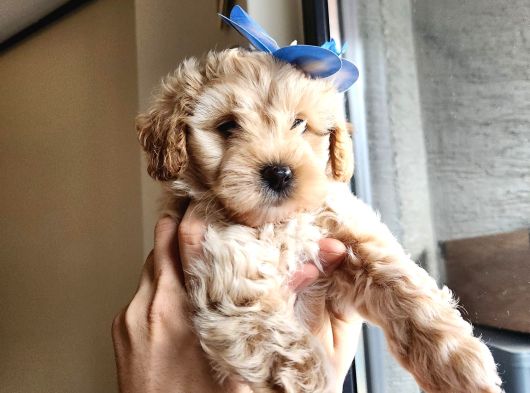Bebek Yüzlü Maltipoo Bebekler görsel