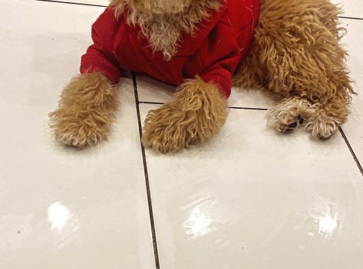 Türki̇yeni̇n En Uygun En Güzel Toy Poodle Yavrusu görsel